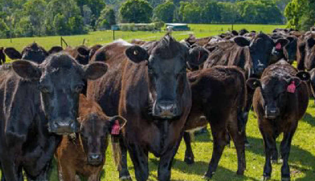 GREAT EXPECTATIONS: Growing global demand for food is good news for Australian agribusiness. GREAT EXPECTATIONS: Growing global demand for food is good news for Australian agribusiness.